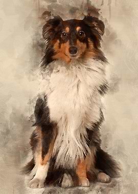 Shetland Sheepdog 2 years