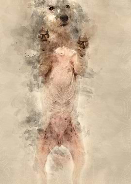 Parson Russell Terrier sta