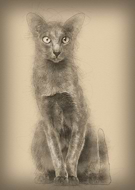Oriental Shorthair sitting