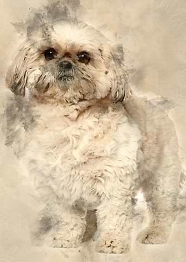 Shih Tzu 3 and a half year