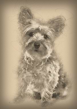 Yorkshire Terrier 25 year