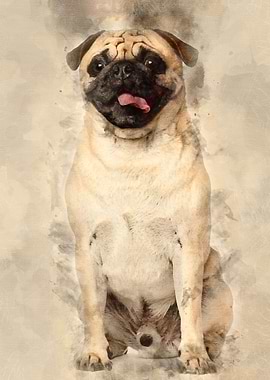 Pug 3 years old sitting ag