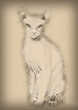 Sphynx Hairless Cat 4 year