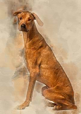 Rhodesian Ridgeback sittin