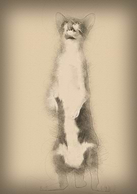 Oriental Shorthair standin