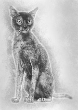 Lykoi cat also called the