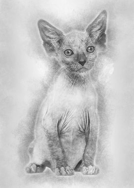 Kitten Lykoi cat 7 weeks o