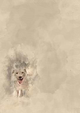 Parson Russell terrier uri