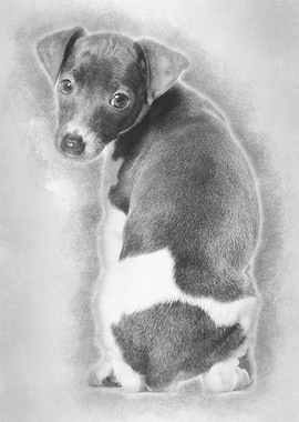 Italian Greyhound puppy si