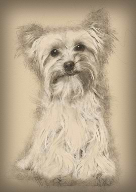 Yorkshire Terrier sitting
