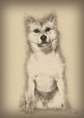 Shiba Inu sitting against