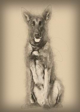 Malinois dog 22 months old