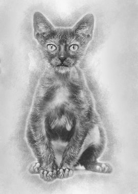 Kitten Lykoi cat 3 months