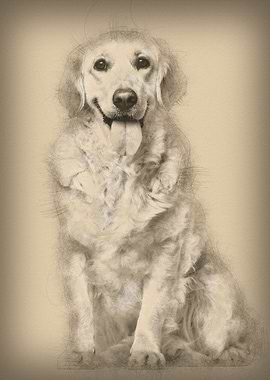 Labrador Retriever dog 1 y