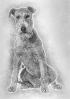 Irish Terrier 2 years old