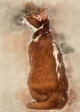 Rear view of an Oriental S