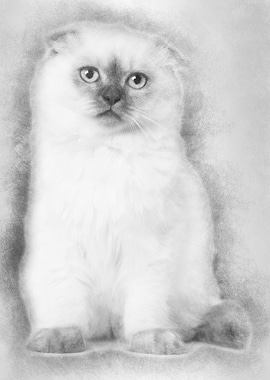 Highland fold kitten sitti