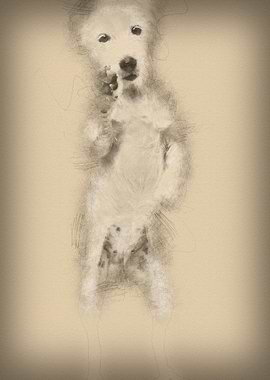 Parson Russell Terrier sta