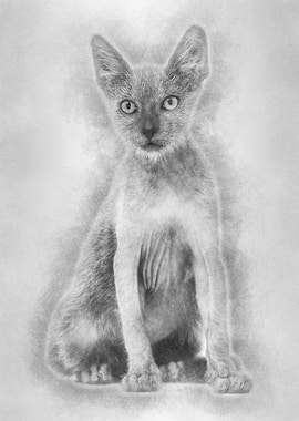 Kitten Lykoi cat 3 months