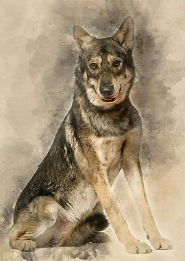 Saarlooswolfhond 18 months