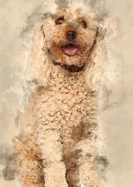 Poodle 13 years old sittin