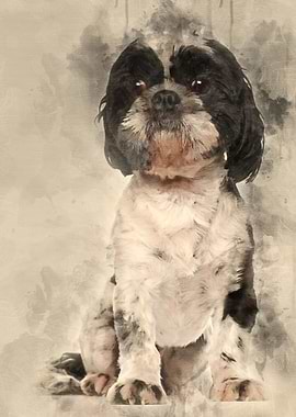 Shih Tzu 5 years old sitti