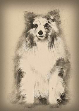 Sheltie sitting against wh