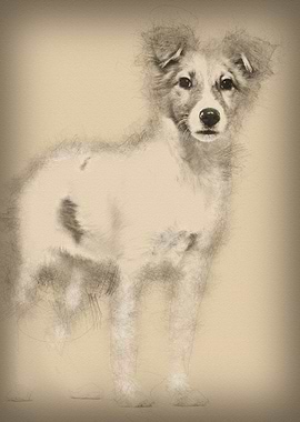 Mixedbreed dog standing ag