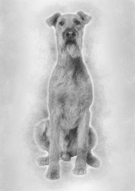 Irish Yerrier dog 3 years