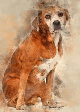 Old Mixedbreed dog 13 yea