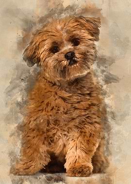 Lhasa apso dog 8 months ol