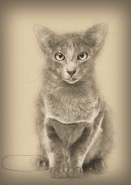 Oriental Shorthair portrai