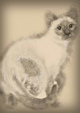 Thai kitten 4 months old s