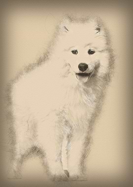 Samoyed puppy standing aga