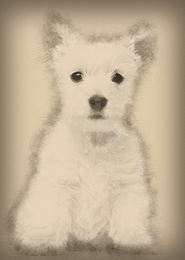 West Highland Terrier pupp