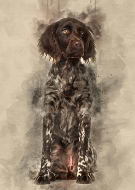 Munsterlander dog 9 month