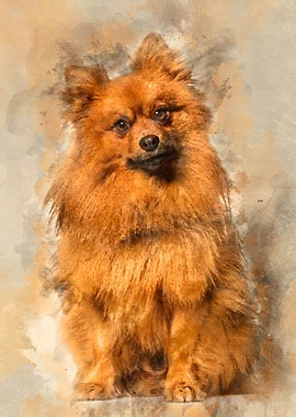 Keeshond dog looking at ca