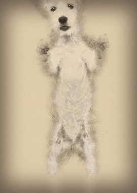 Parson Russell Terrier sta