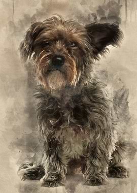 Mixedbreed dog 3 years ol