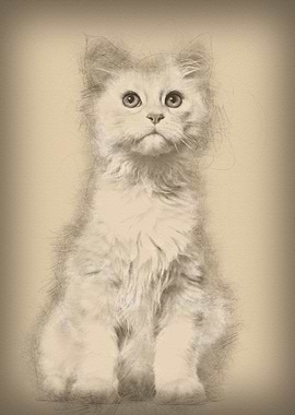 Maine Coon cat 6 months ol