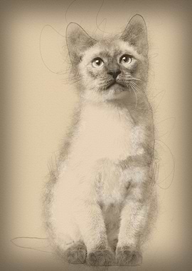 Thai kitten 4 months old s