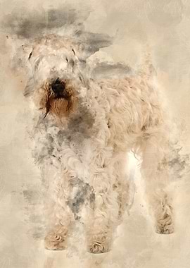 SoftCoated Wheaten Terrie