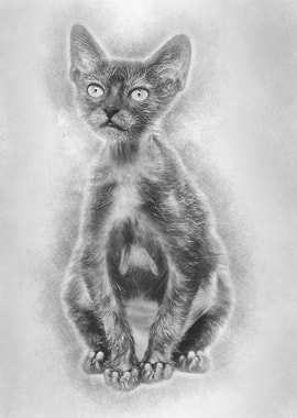 Kitten Lykoi cat 3 months