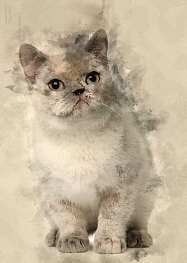 British shorthair cat 8 mo