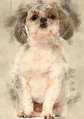 Shih Tzu 2 and a half year