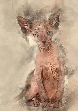 Kitten Lykoi cat 7 weeks o