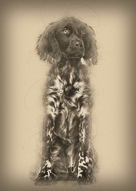 Munsterlander dog 9 month