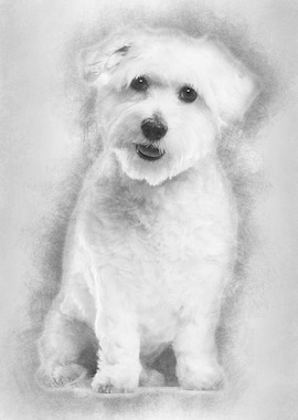 Coton de Tulear 22 months