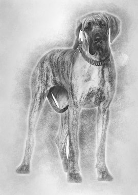 Great Dane 10 months old s