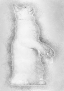 Maine Coon cat 5 months ol